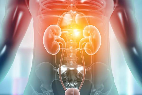 kidneys