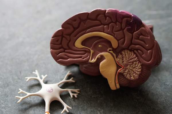 plastic model of brain