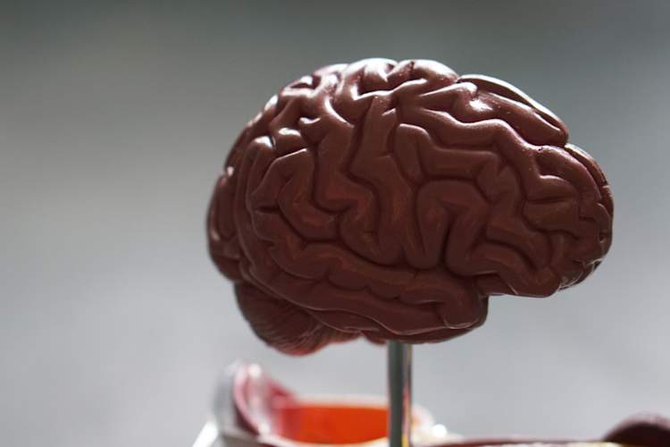 model of brain