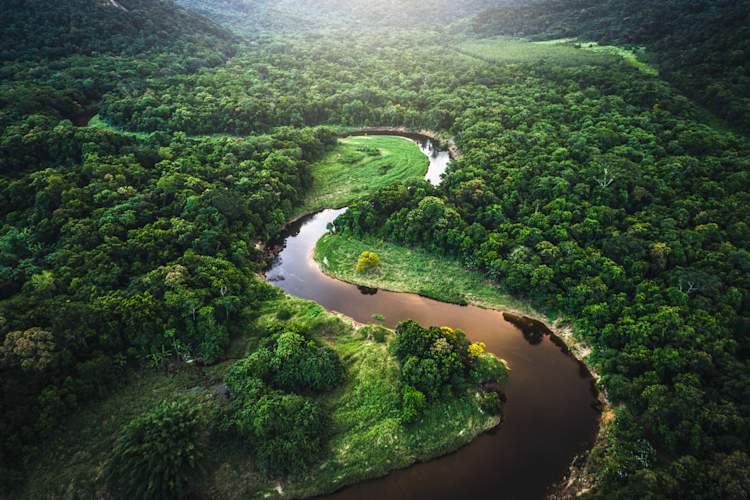 South American rainforest