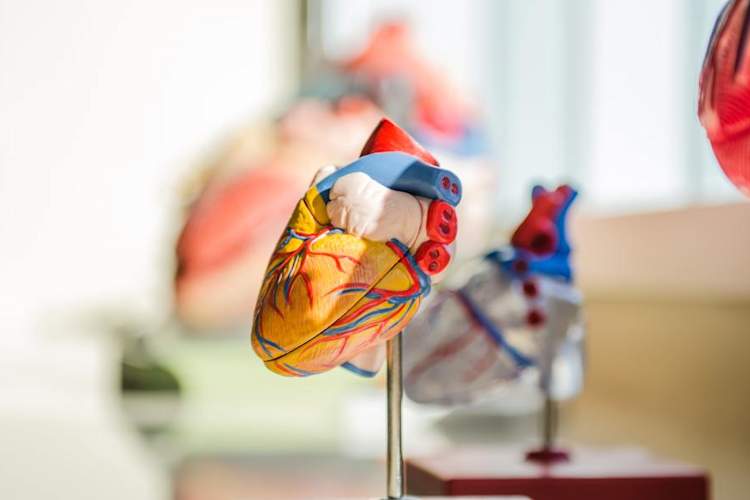 heart anatomical model