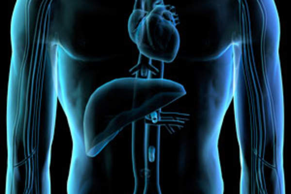 Rendering of a heart and liver