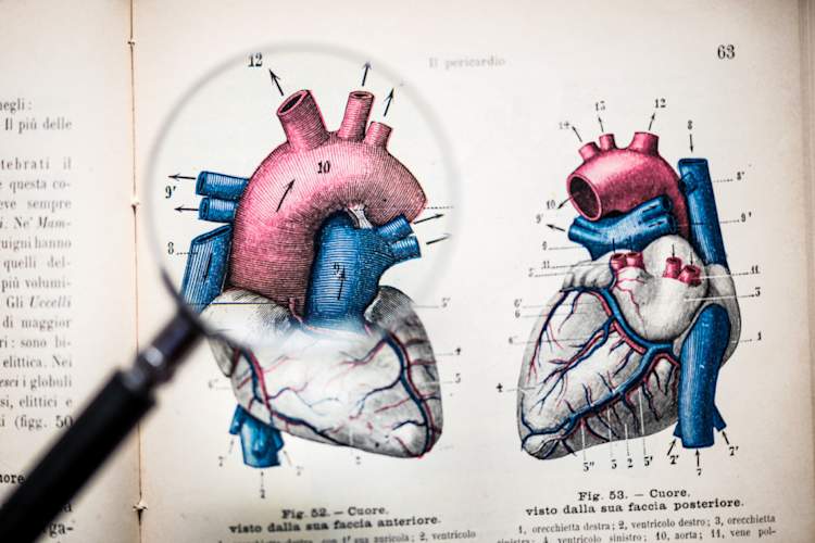 Magnifying glass on antique anatomy book: Heart image