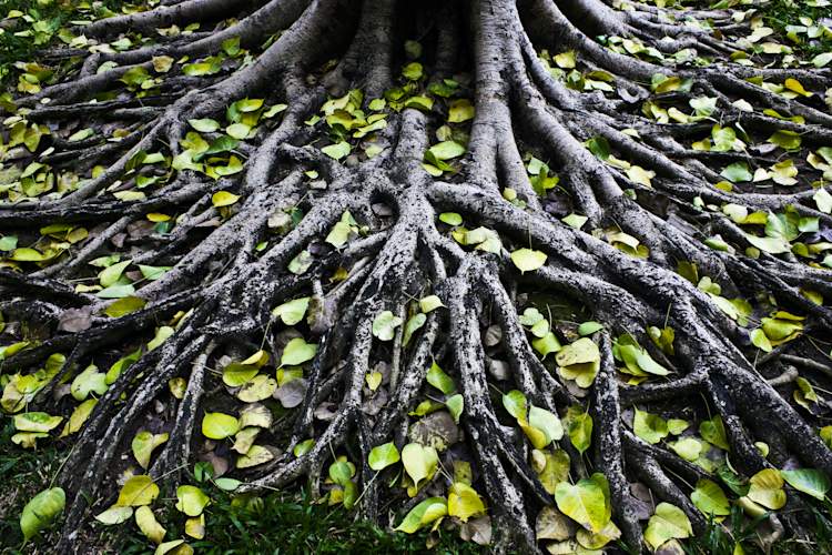 tree roots
