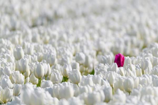 One colored tulip standing out from the crowd of white tulips