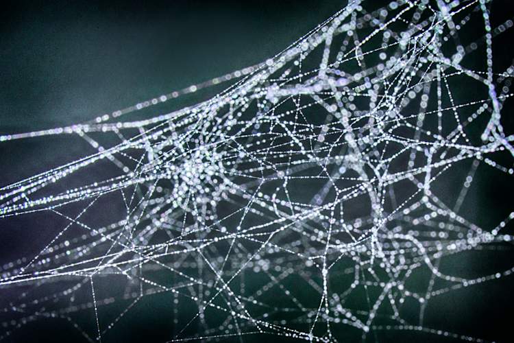 spider web