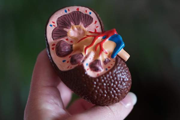 hand holding plastic kidney model