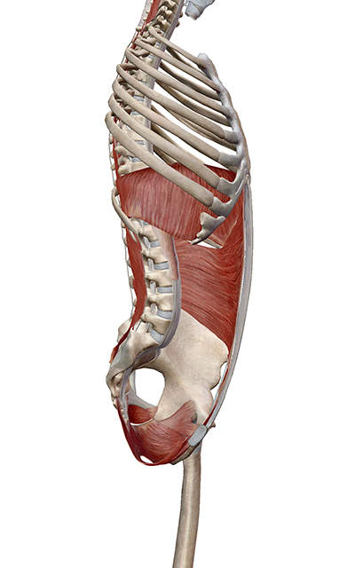 Side view of the core muscles