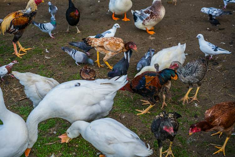 birds on soil