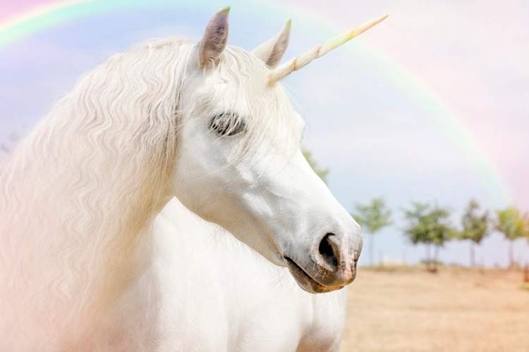 unicorn