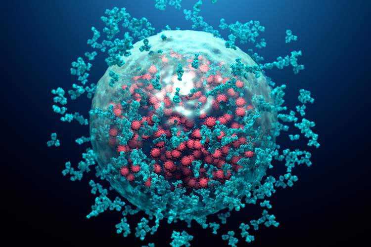 antibodies
