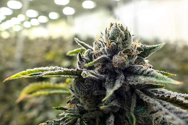 Marijuana plant in growing warehouse
