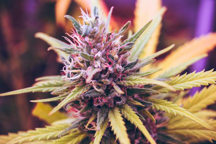close up of cannabis plant