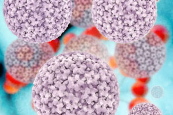 A rendering of human papillomavirus