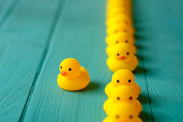 ducks in row