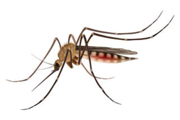 Mosquito Bites