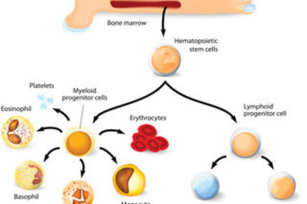 Modifying Hematopoietic Stem Cells
