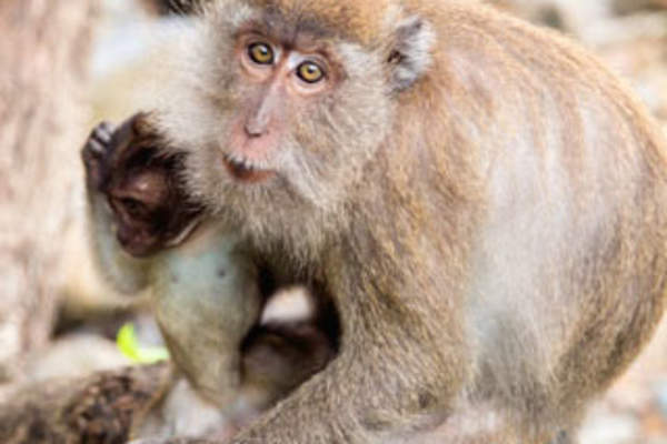 Homology-Directed Gene Repair