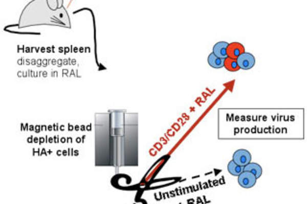 Reducing the Latent HIV Reservoir