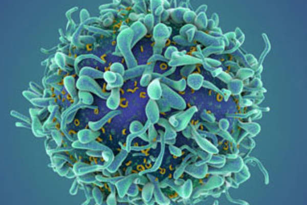 Eradication versus Remission