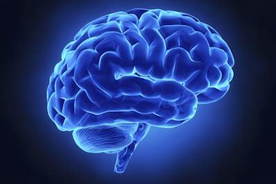 brain