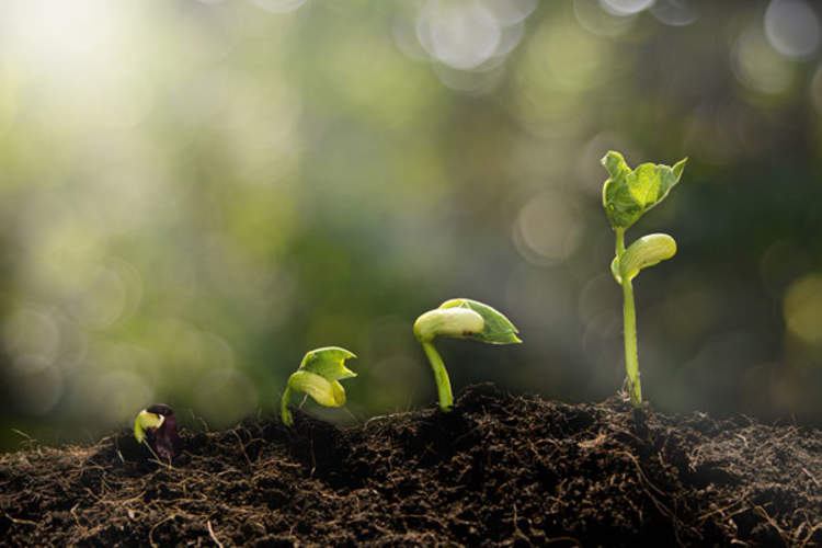 plants growing