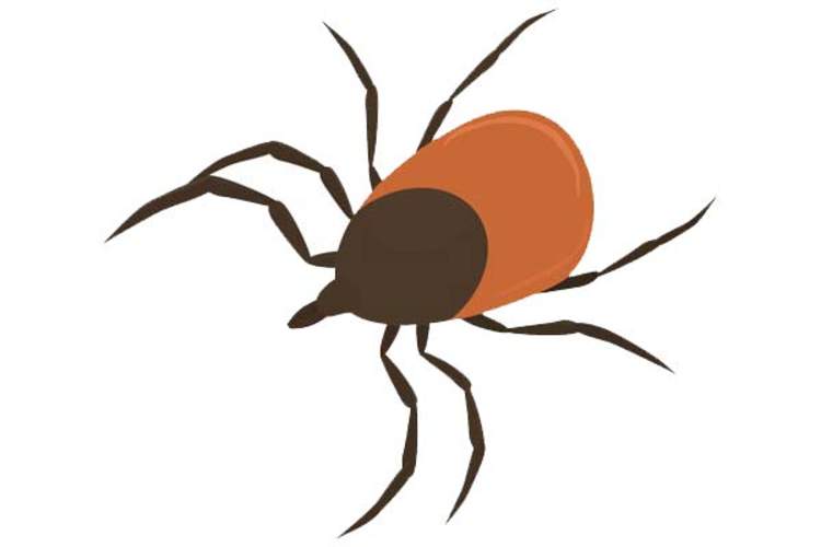 tick