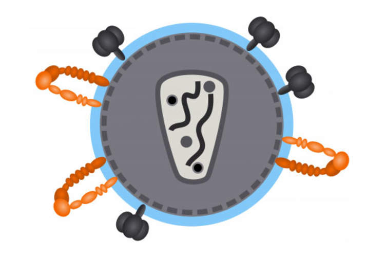 HIV bearing alpha-4 beta-7 (orange)