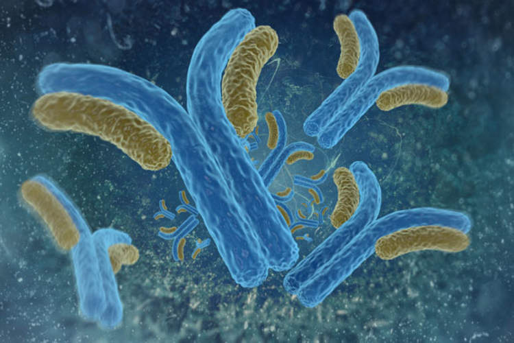 Antibodies