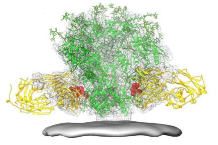 This protein structure diagram illustrates the location of the fusion peptide epitope (red) on the HIV spike (green), which projects out of the viral membrane (grey). The diagram also shows how a broadly neutralizing antibody (yellow) binds to the fusion