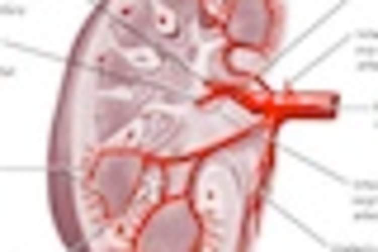Study Finds Increased Rate of Kidney Damage in People Living With Both HIV and Diabetes Img