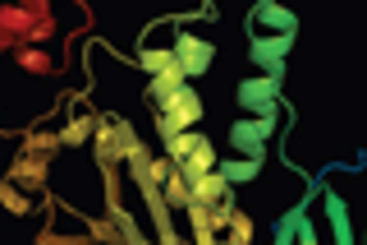 Understanding the Puzzle That Is Our Immune System Img