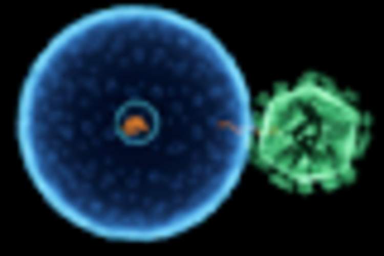 GBV-C: A Virus That Could Be Beneficial for People Living With HIV Img