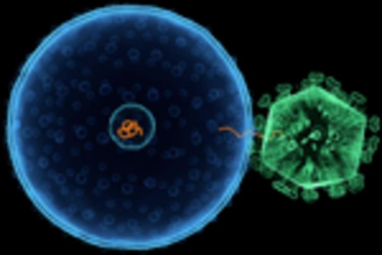 STIs: What Role Do They Play in HIV Transmission? Img