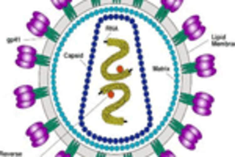 From Exposure to Infection: The Biology of HIV Transmission Img