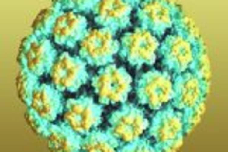 Low HIV Viral Load May Reduce Anal Cancer Risk; Spontaneous Regression Is Common Img