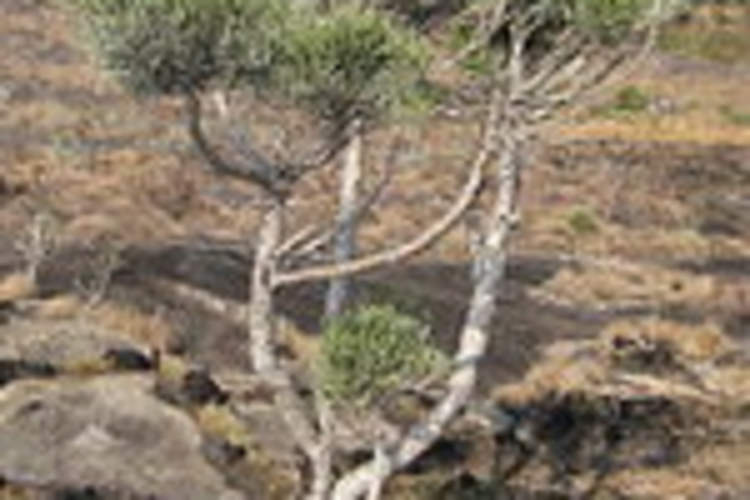 Latent HIV Reservoirs Appear to Be Reactivated by Compound Found in Plant Img