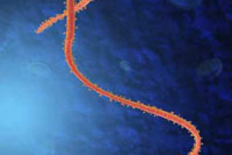 CROI 2015: The (Lack of) Response to the Ebola Epidemic (Video) Img