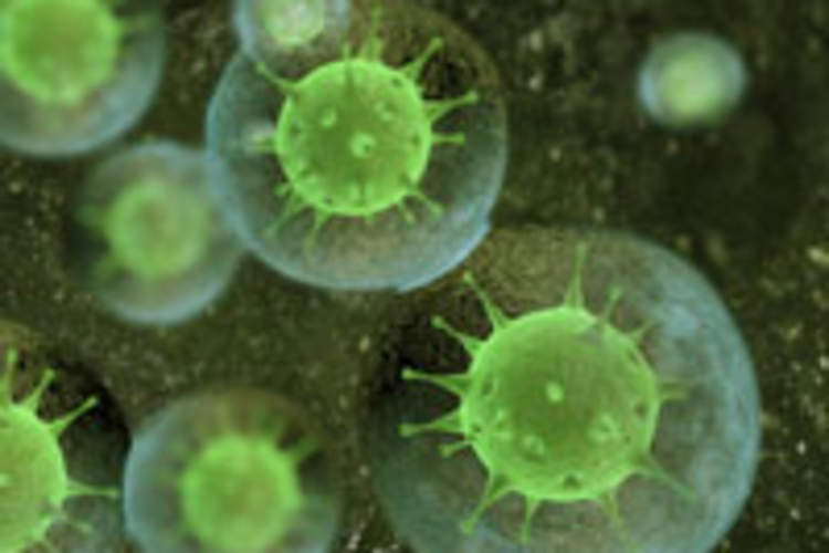 Novel, Broadly Active HIV Inhibitor Shows Potential for Vaccine Img