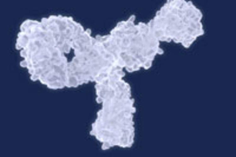 Developing Multi-Pronged Antibodies to Target the HIV Reservoir Img