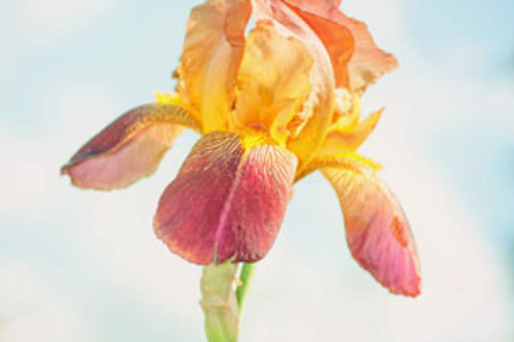 Challenges in Achieving a Longer Life Img