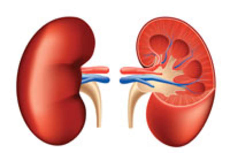 Fanconi-Like Lab Abnormalities Reported With Daily PrEP: Importance of Routine Kidney Monitoring Img