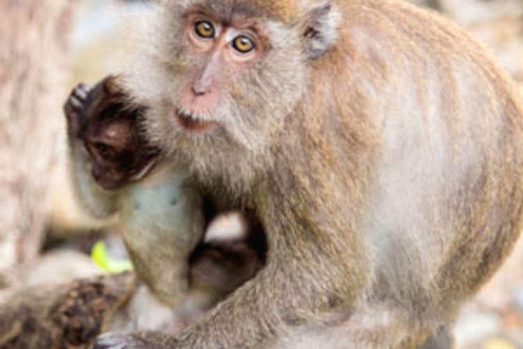 Antibody Therapy Leads to Sustained Post-Treatment SIV Control in Macaques Img