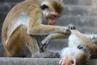 Exciting Results in Monkeys Lead to a Clinical Trial in Humans Img