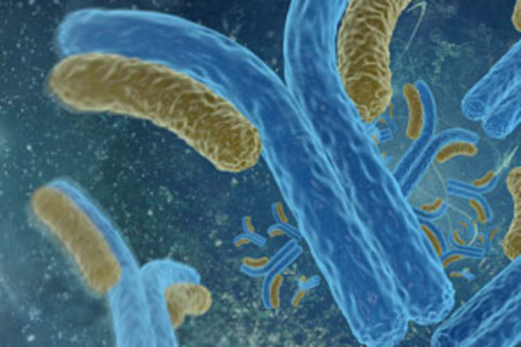Antibody Therapies Effective at Preventing HIV From Invading CD4 Cells Img