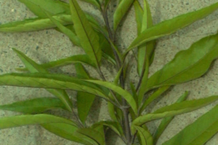 Plant Compound More Potent Than AZT in Inhibiting HIV Replication Img