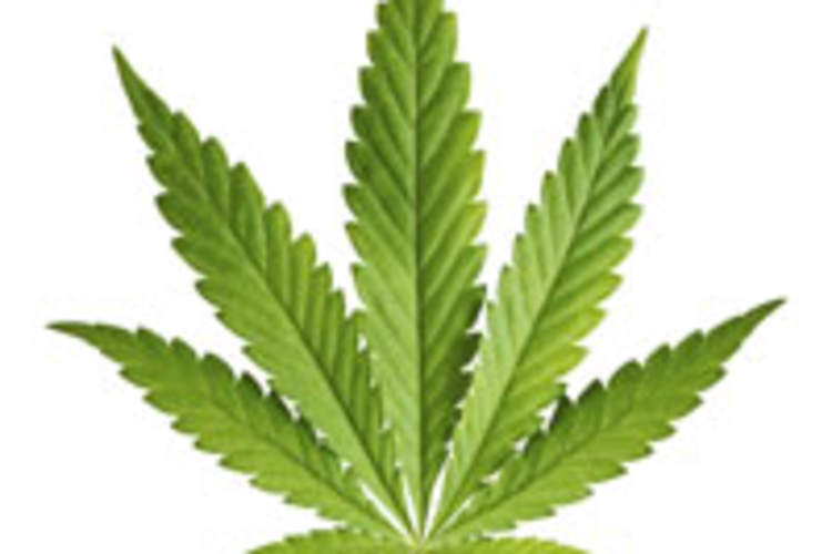 Marijuana May Quell HIV-Related Neuroinflammation via CD16 Expression Img