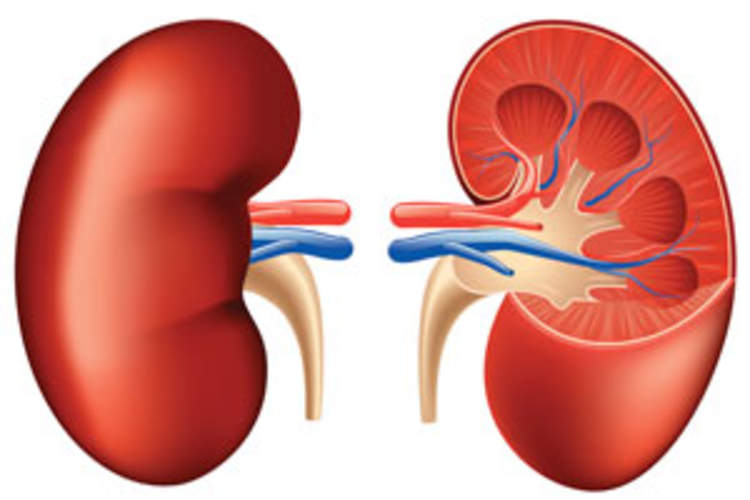NIH Clinical Trial to Track Outcomes of Kidney Transplantation From HIV-Positive Donors to HIV-Positive Recipients Img