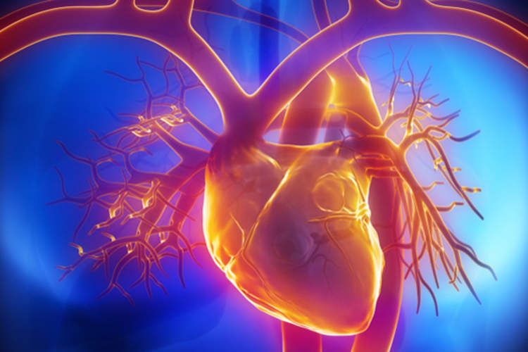 People With HIV Have Substantially Higher Risk of Sudden Cardiac Death at Low CD4 Counts or Detectable Viral Load Img