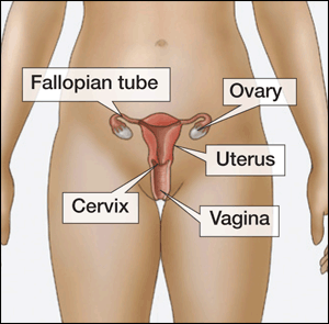 female anatomy diagram
